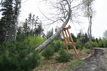  western-red-cedar-tree-crutch_thumb